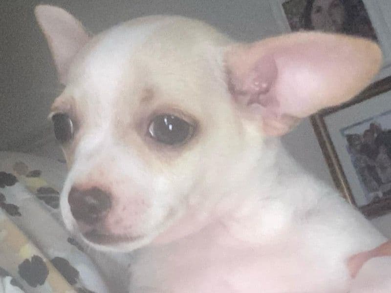Chihuahua 7 months old male small named Concha for sale in Suffolk County, Massachusetts | Petmeetly