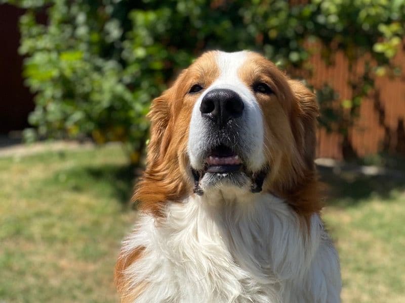 Buster primary photo