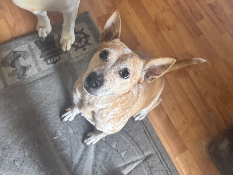Australian Cattle Dog 5 years old female medium named Corrie for adoption in Duval County, Florida | Petmeetly