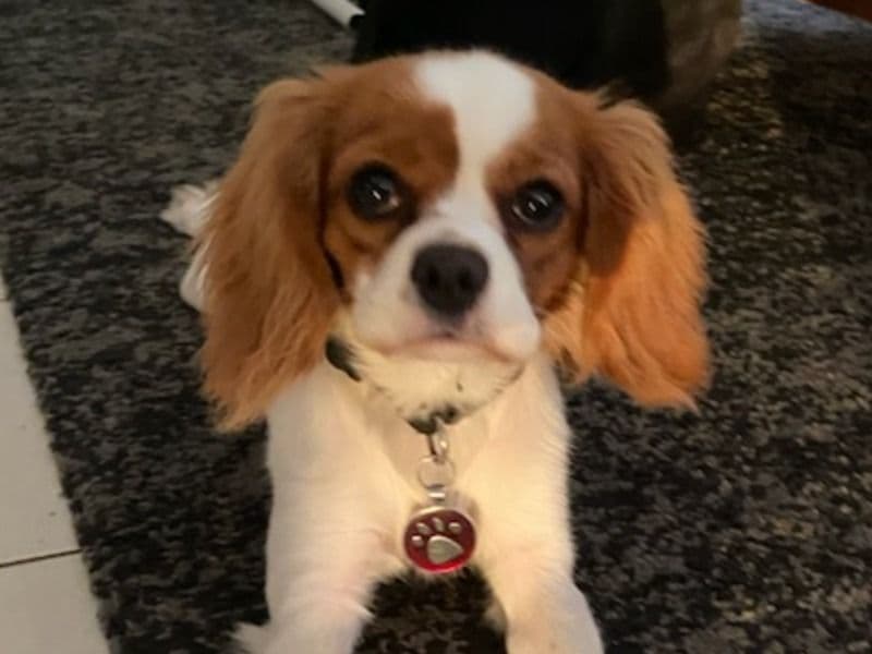 Bella primary photo