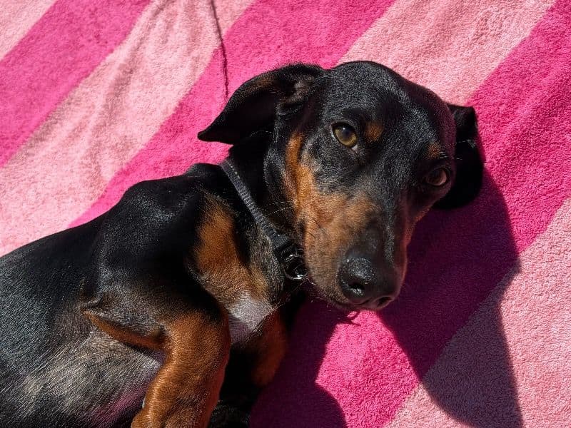 Miniature Dachshund 2 years old male small named Bruce for breeding in Western Australia | Petmeetly