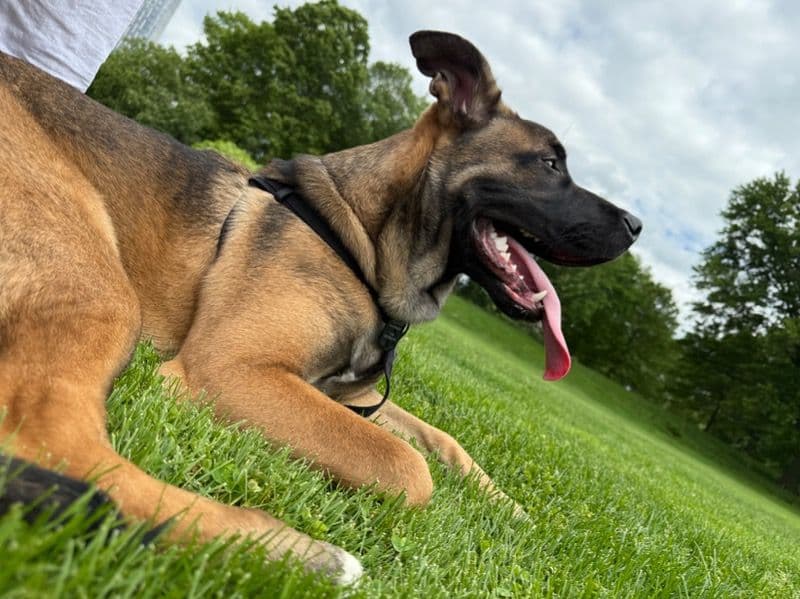Belgian Malinois 1 year old male large named Zeus for breeding in condado de Bronx, Nueva York | Petmeetly