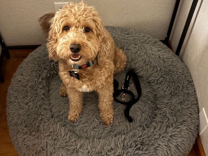Mini Golden Doodle 4 years 7 months old male medium named Hank for breeding in Maricopa County, Arizona | Petmeetly