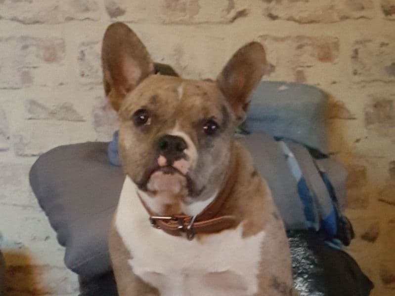 Roxy primary photo