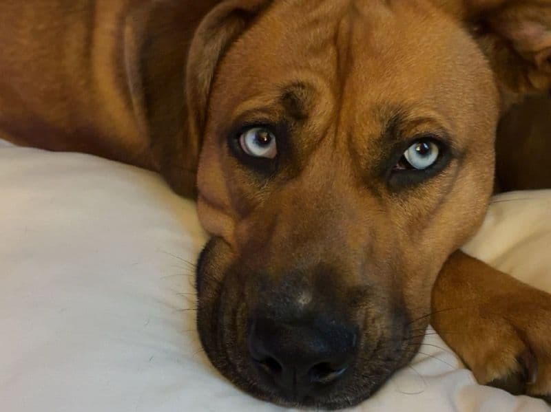 German Shepherd Husky 1 year 6 months old female medium named Lottie for breeding in Wayne County, Ohio | Petmeetly