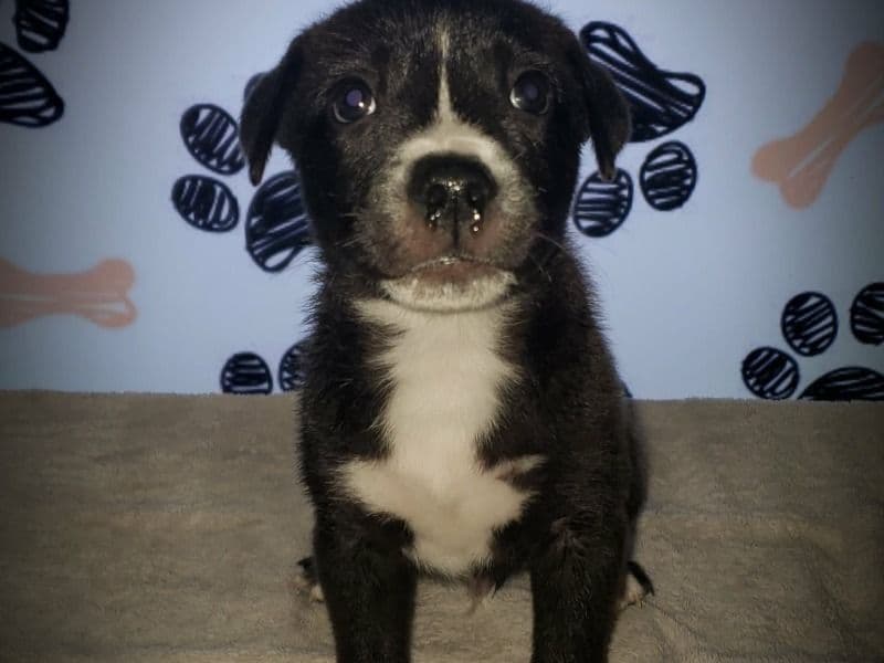 American PitBull Terrier 2 months old male small named Buddy for sale in Maricopa County, Arizona | Petmeetly