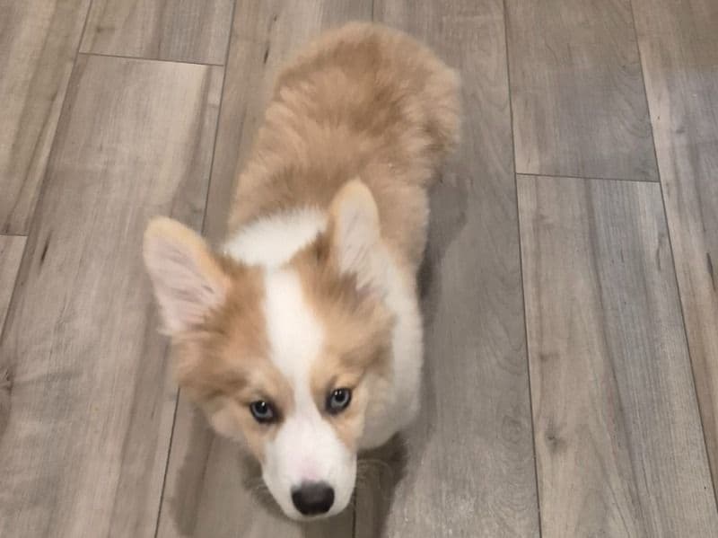 Sparky primary photo