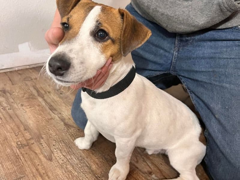 Jack Russell Terrier 3 years old male small named Ricky for breeding in Riley County, Kansas | Petmeetly