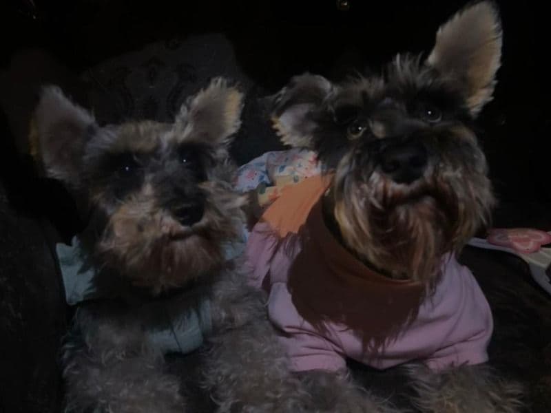 Miniature Schnauzer 2 years 11 months old female small named Mia for breeding in Los Angeles County, California | Petmeetly