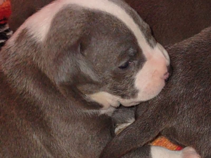 American PitBull Terrier 1 month old male small named Puppy Red And Blue for sale in Pierce County, Washington | Petmeetly