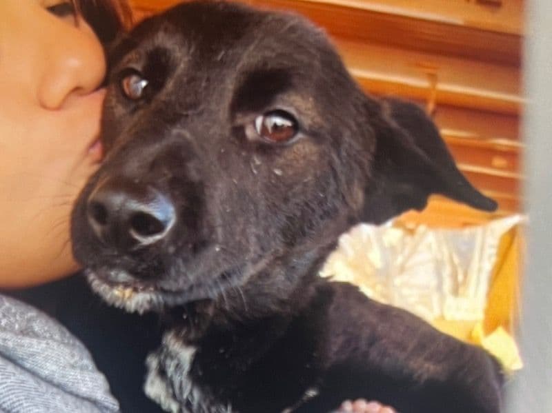 Border Sheepdog 1 year 2 months old female medium named Flaca for adoption in Clark County, Nevada | Petmeetly