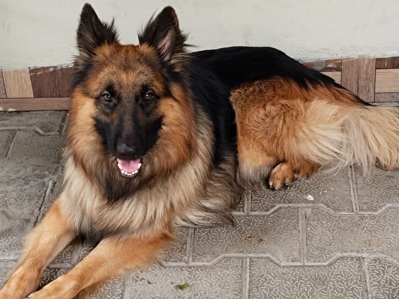 German Shepherd 2 years 4 months old male medium named Shadow for breeding in Indore Division, Madhya Pradesh | Petmeetly