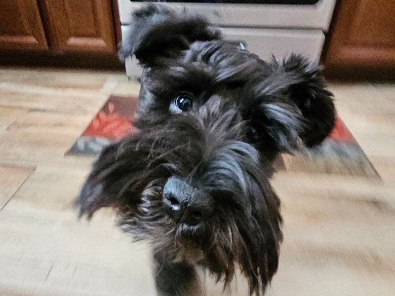 Miniature Schnauzer 1 year 11 months old male medium named Dodger for breeding in Mohave County, Arizona | Petmeetly