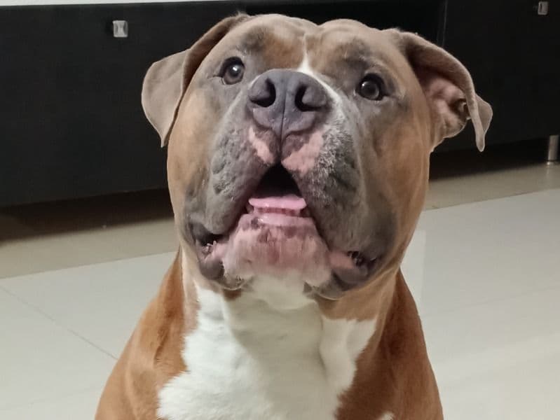 American Bully 3 years 3 months old male extra large named Loki for breeding in Bangalore Division, Karnataka | Petmeetly