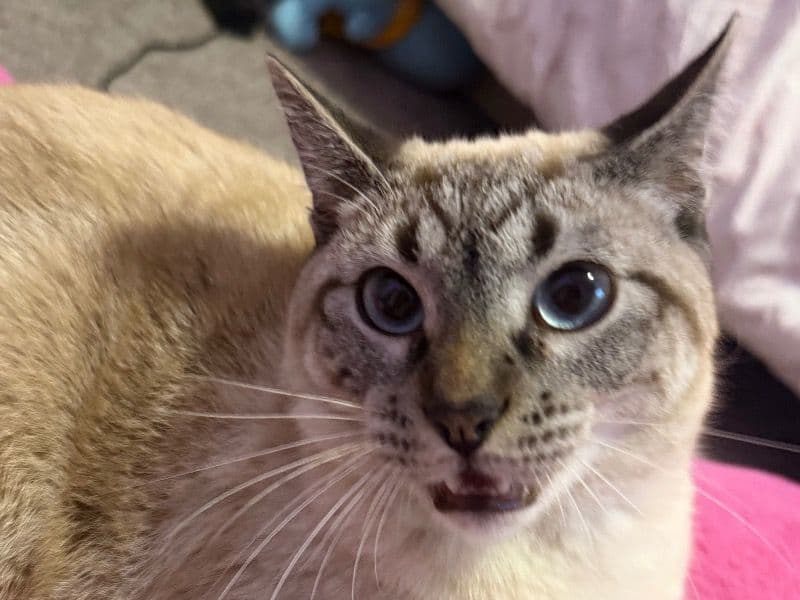 Mushu - Siamese | Petmeetly