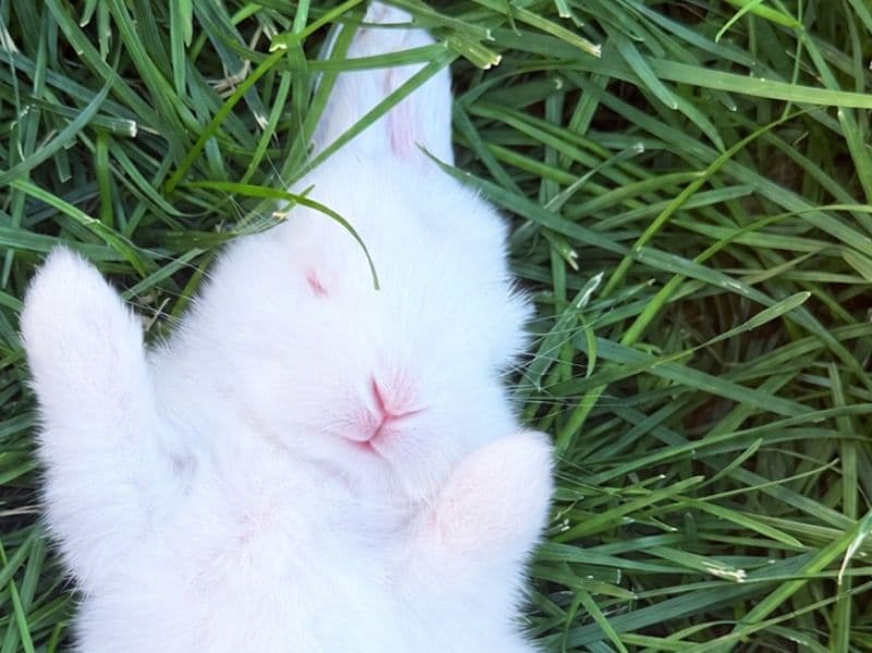 Don’t Have Names Yet - American | Petmeetly