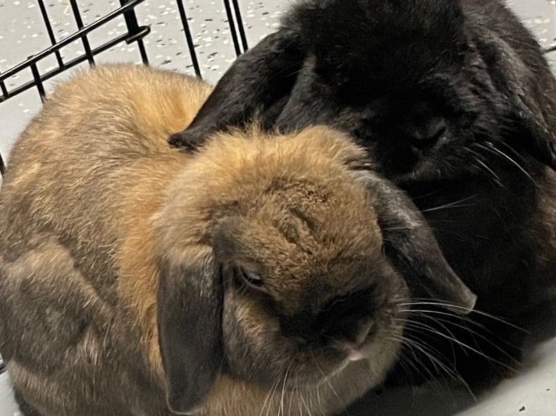 Holland Lop 2 years old male named Jet And Coconut for adoption in Richland County, South Carolina | Petmeetly