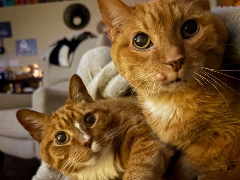 Domestic Shorthair 17 years old male named Wobbles for adoption in Campbell County, Kentucky | Petmeetly