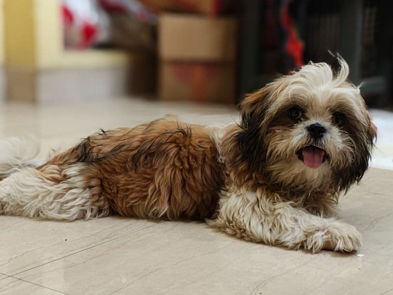 Shih Tzu 1 year 6 months old male small named Zoro for breeding in Chennai, Tamil Nadu | Petmeetly