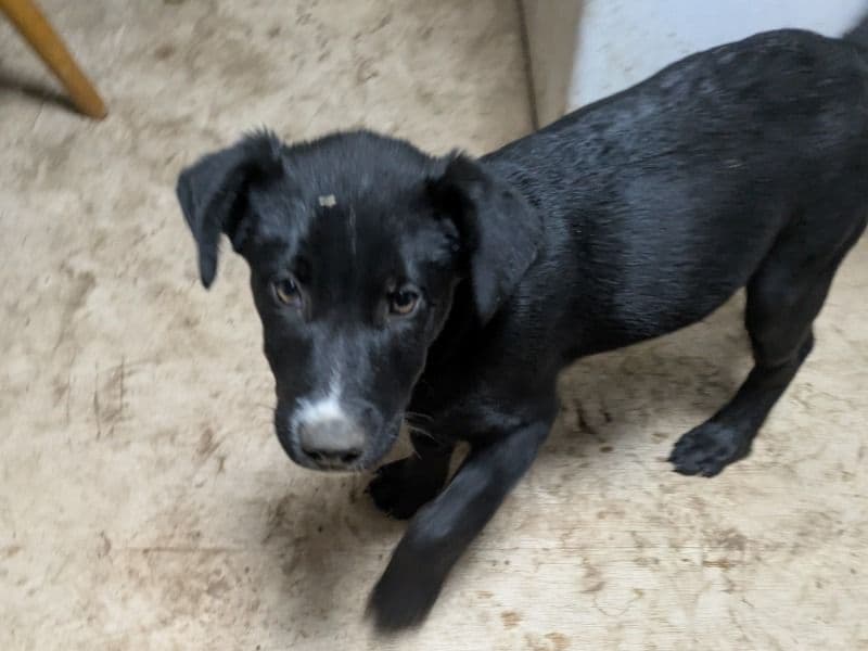 German Sheprador 5 months old male medium named No Name for sale in Barber County, Kansas | Petmeetly