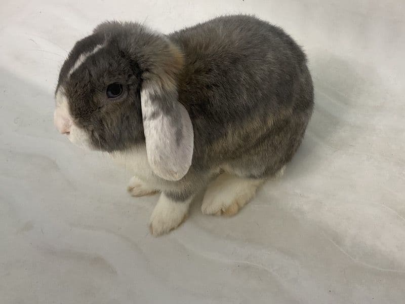 Plade - Holland Lop | Petmeetly