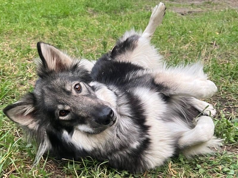Kiara primary photo