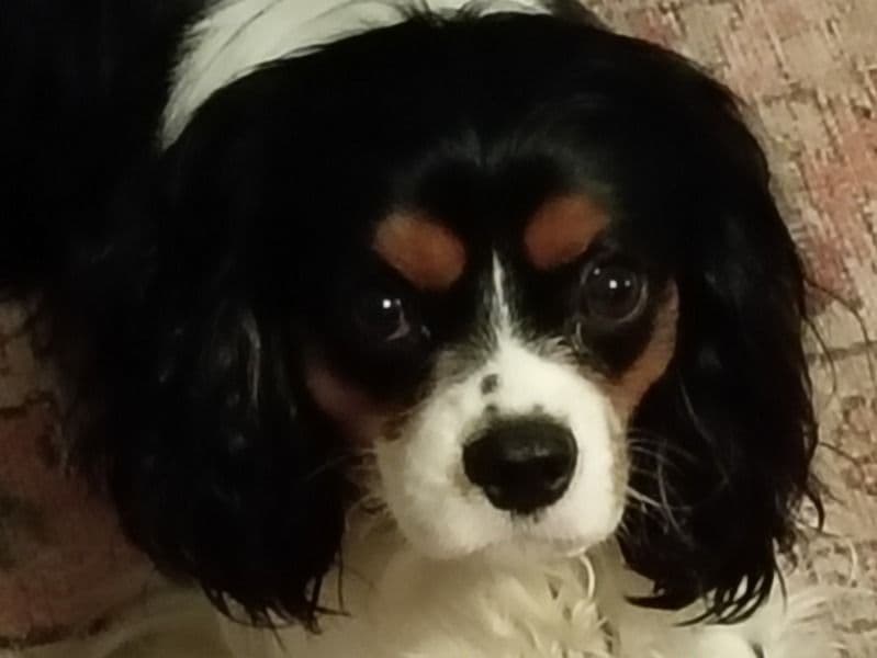 Cavalier King Charles Spaniel 1 year 3 months old male small named Bosa for breeding in Sonoma County, California | Petmeetly
