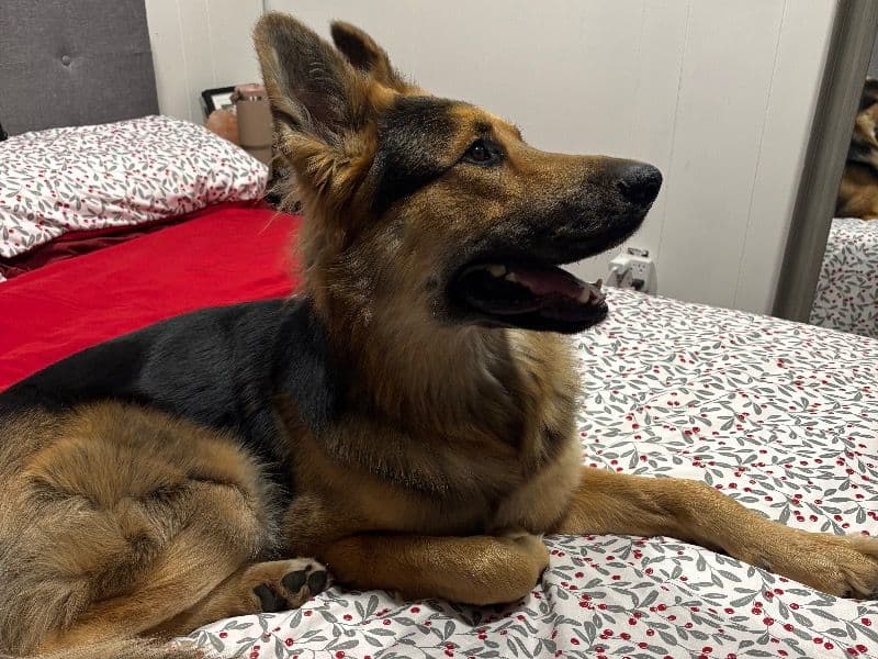 King Shepherd 1 year 10 months old male large named Kayto for breeding in Middlesex County, Ontario | Petmeetly