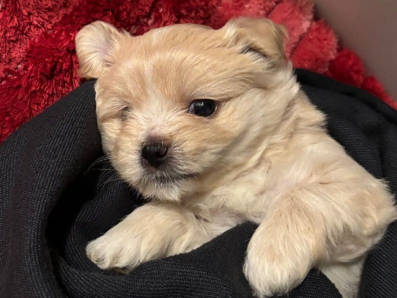 Malshipoo 7 months old female small named Lady for sale in Philadelphia County, Pennsylvania | Petmeetly