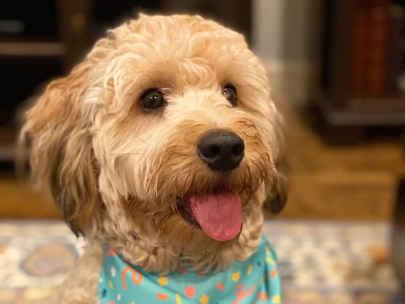 Leeloo Dallas primary photo