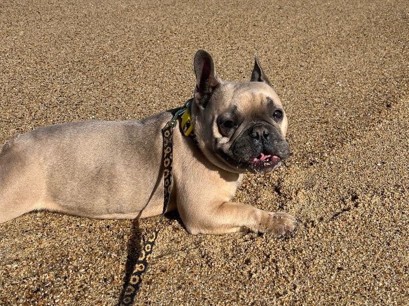 French Bulldog 4 years 10 months old female small named Hazel for sale in Stanislaus County, California | Petmeetly