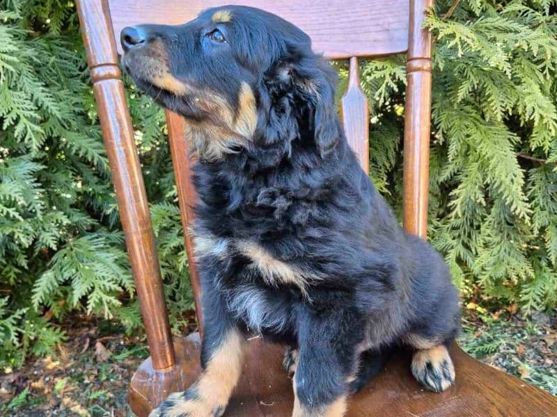 English Shepherd 2 months old male large named Cooper for sale in Dauphin County, Pennsylvania | Petmeetly