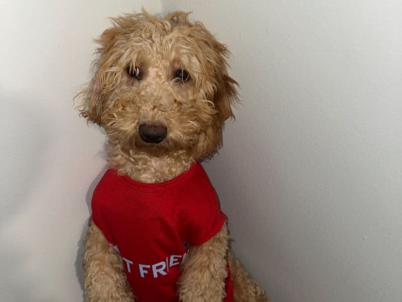 Goldendoodle 1 year 1 month old male small named Kodi for breeding in Marion County, Indiana | Petmeetly