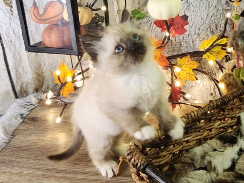 Ragdoll 3 months old male named Male Ragdoll Siberian for sale in Dakota County, Minnesota | Petmeetly