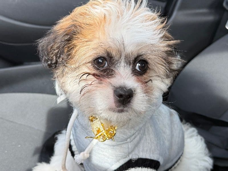 Miniature Shih Tzu 10 months old male small named Mr.biscuit for breeding in DeKalb County, Georgia | Petmeetly