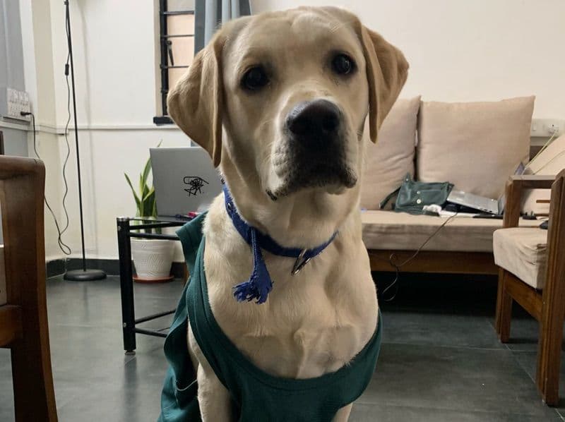 Labrador Retriever 5 years old male large named Django for breeding in Pune Division, Maharashtra | Petmeetly