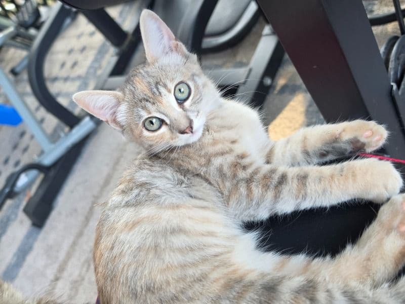 Enzy - Tabby | Petmeetly