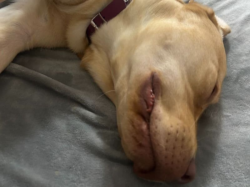 Labrador Retriever 10 months old male medium named Akela for breeding in Gironde, Nouvelle-Aquitaine | Petmeetly