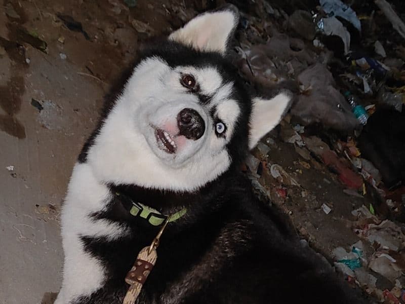 Leo primary photo