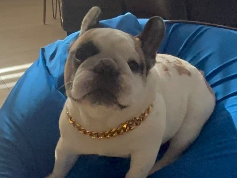 French Bulldog 6 years old male small named Nike for breeding in Hamilton County, Tennessee | Petmeetly