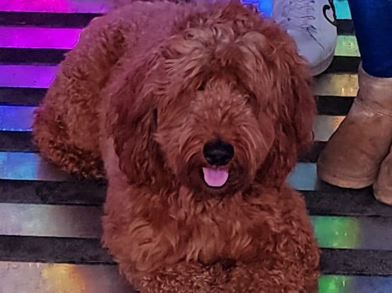 Goldendoodle 3 years 6 months old male medium named Hopper for breeding in Kent County, Michigan | Petmeetly