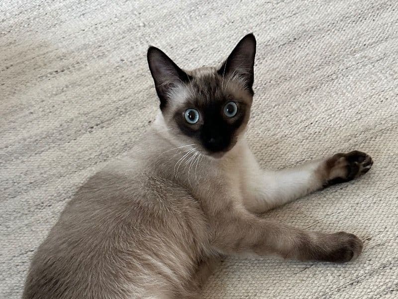 Lumos primary photo