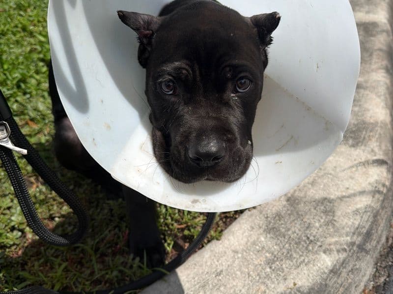 Cane Corso 4 months old male extra large named Rocco for breeding in Broward County, Florida | Petmeetly