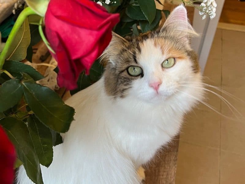 Siberian 4 years 2 months old female named Luna for breeding in New York, New York | Petmeetly