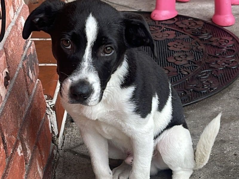 Border Collie 4 months old male small named Chino for sale in Broward County, Florida | Petmeetly