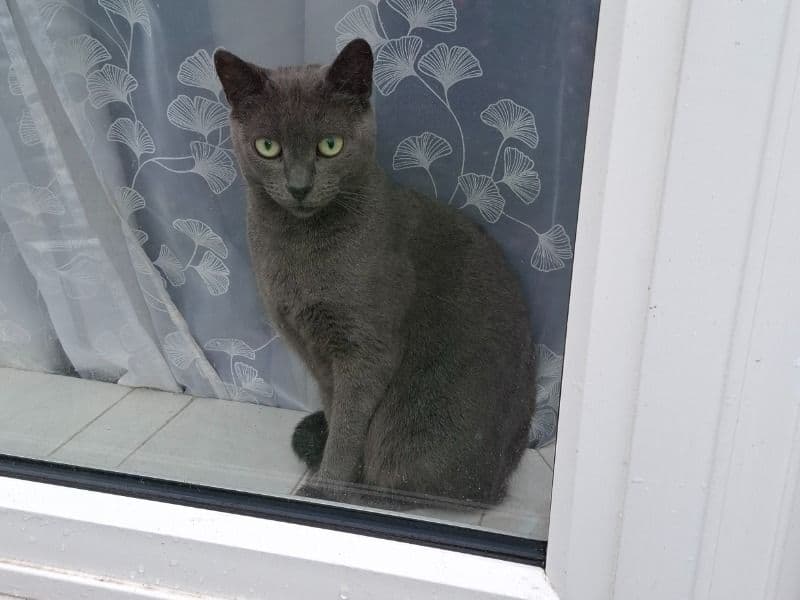 Luna primary photo