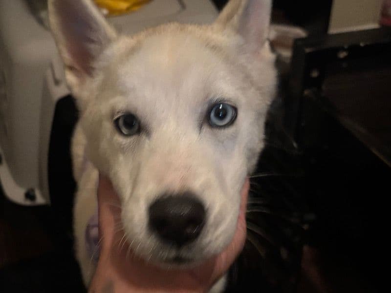 Siberian Husky 3 months old female small named Yuki for sale in Duval County, Florida | Petmeetly
