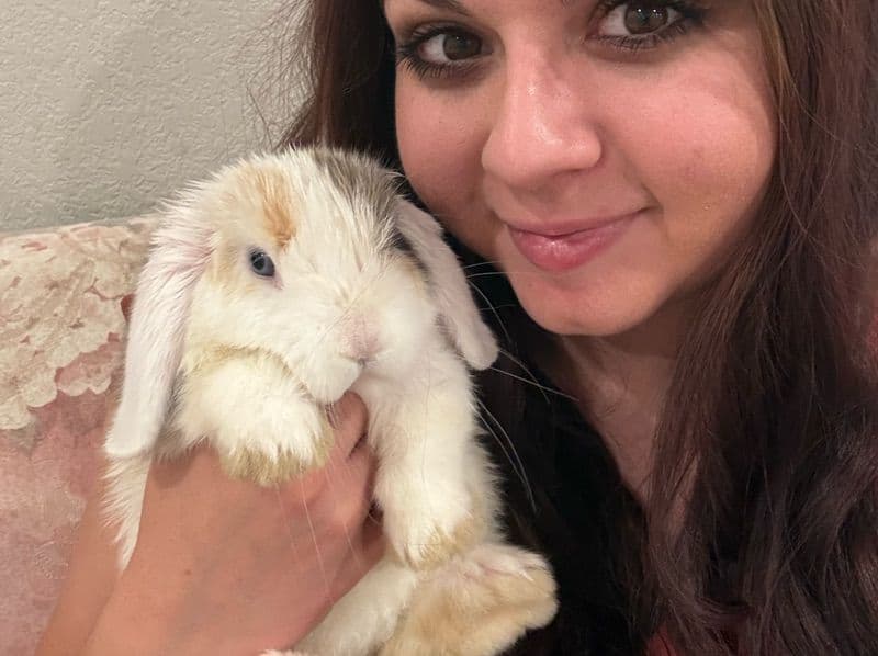 Willow - Holland Lop | Petmeetly