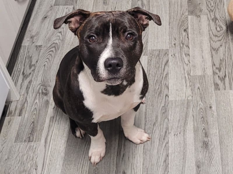 Staffordshire Bull Terrier 1 year 7 months old male medium named Reggie for breeding in West Sussex, England | Petmeetly