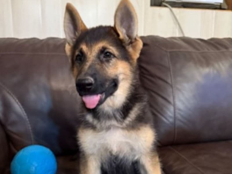 German Shepherd 4 months old female small named Lainey for sale in Ware County, Georgia | Petmeetly